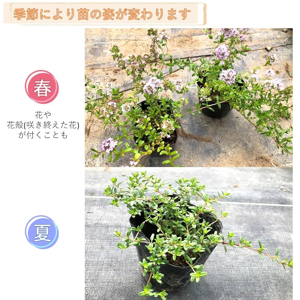 ヒメイワダレソウ（リピア）キッドセット s1.jpg
